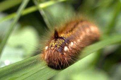 Close-up of insect on plant