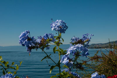 Close-up of purple flowering plants against blue sky