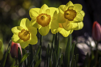 Close-up of yellow flowering plant
