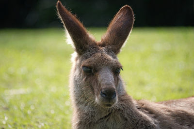 Close-up portrait of kangaroo on field