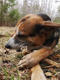 Close-up of a dog on field