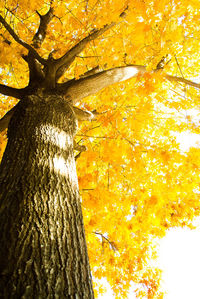 Full frame shot of yellow tree