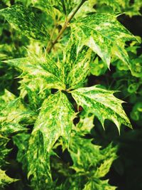 Close-up of green leaves