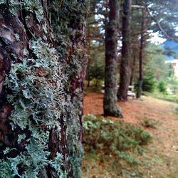 Trees in forest