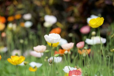 Close-up of white flowering plants on field