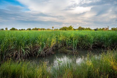 Scenic view of agricultural field against sky