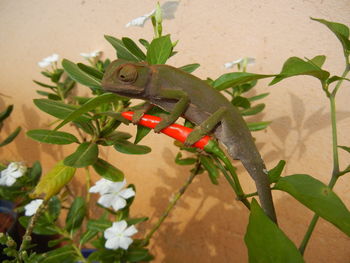 Close-up of lizard on plant against wall