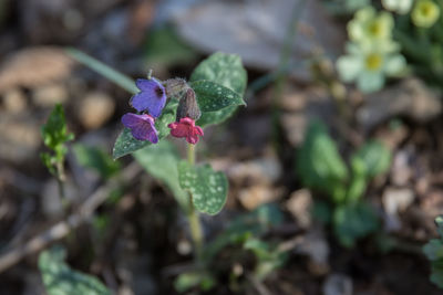 Close-up of pink flowering plant