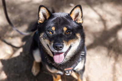 Close-up of dog