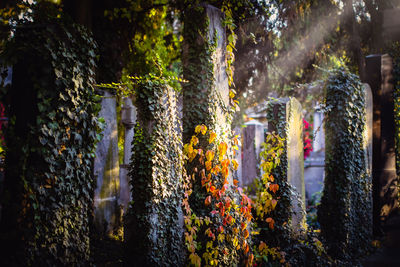 Close-up of overgrown tombstones