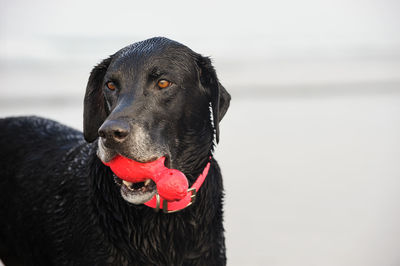 Black labrador carrying toy in mouth