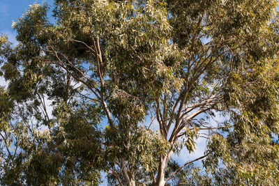 Low angle view of trees against sky