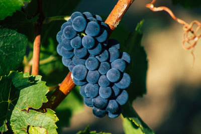 Close-up of grapes growing in vineyard