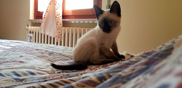 Cat sitting on bed at home