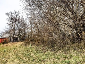 Trees on field