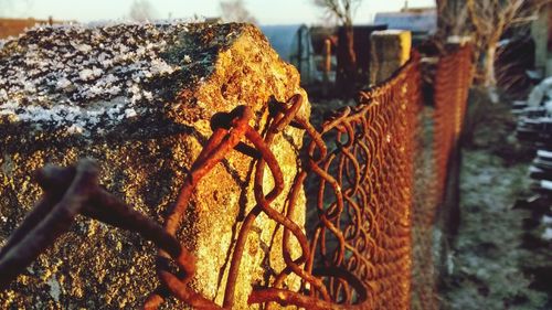 Close-up of plant against blurred background