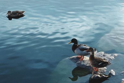 animal wildlife