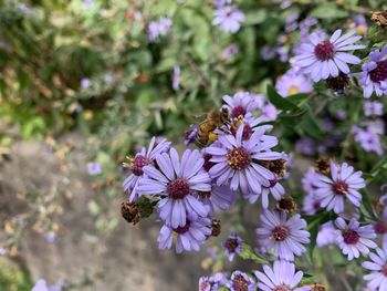 Close-up of bee pollinating on purple flower