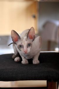 Portrait of a cornish rex kitten 