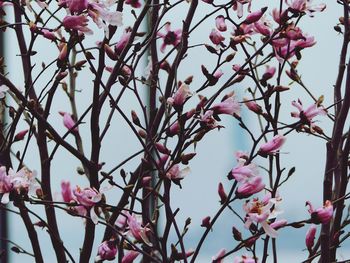 Low angle view of pink flowers on tree