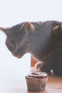 Close-up of cupcake by cat on table
