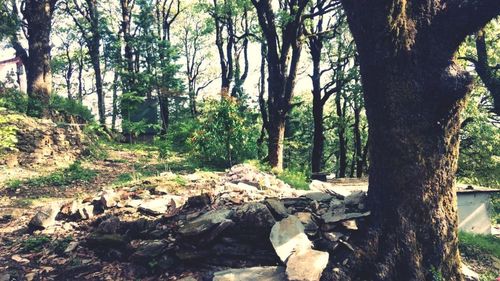 Trees in forest