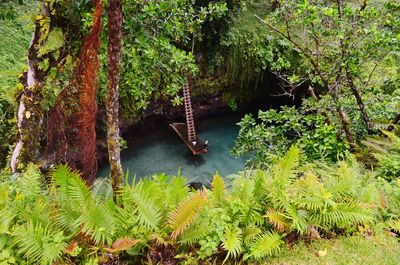 Scenic view of river amidst forest