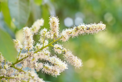 Flowers of longan. longan tropical fruit.