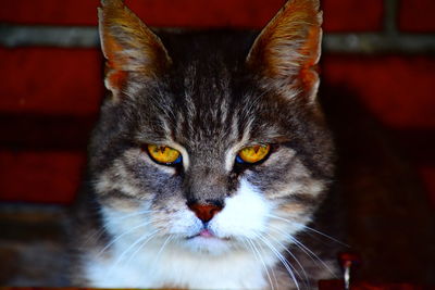 Close-up portrait of an old cat with orange eyes and red stone wall in background