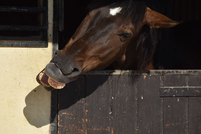 The funny horse laughs.
