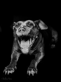Close-up of dog with mouth open against black background