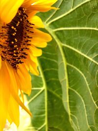 Close-up of sunflower blooming outdoors