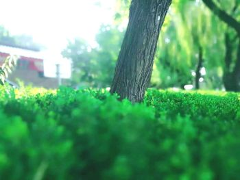 Close-up of fresh green tree trunk