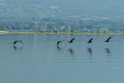 Ducks in a lake