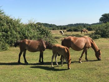 Horses grazing on field against sky