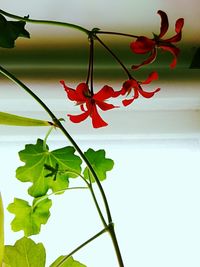 Low angle view of red flowers