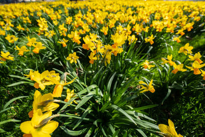 Close-up of yellow flowering plants on field