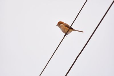 Low angle view of bird perching against clear sky