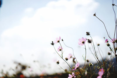 Close-up of pink cherry blossom against sky