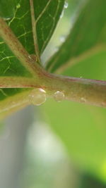 Close-up of water drops on spider web