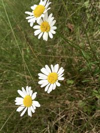 Close-up of daisy flowers blooming in field