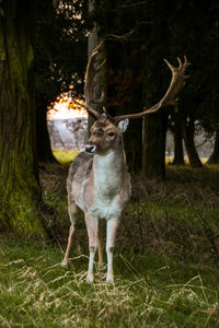 Deer in woods