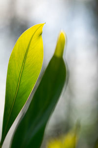 Close-up of yellow flowering plant