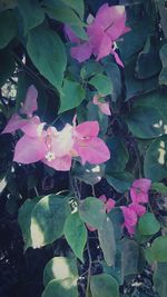 Close-up of pink flower