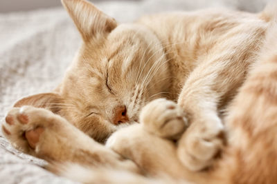 Close-up of cat sleeping