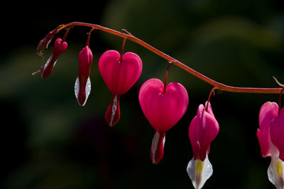 Close-up of pink flowers