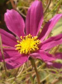 Close-up of pink flower