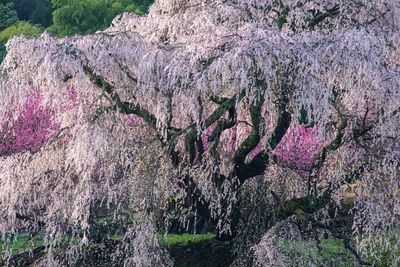 Pink cherry blossoms in spring