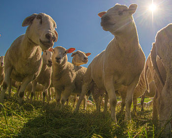 Panoramic view of animal on field against sky