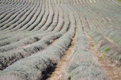 Full frame shot of agricultural land